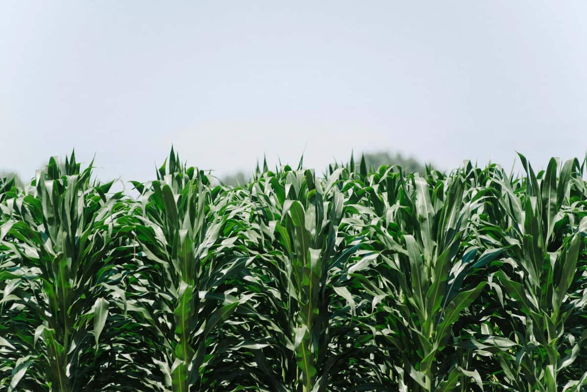 An Iowa cornfield near Five Q's headquarters in Atlantic, Iowa